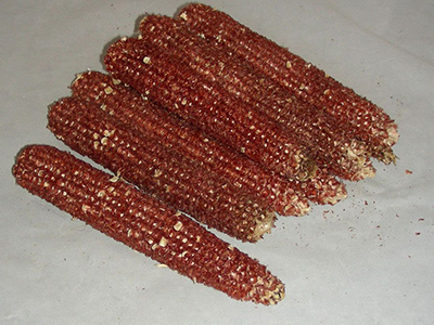 Corncob
