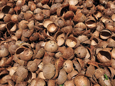 coconut shell