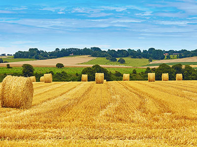 Grain Straw